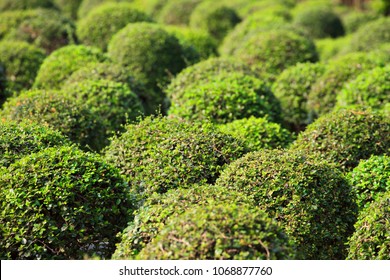 Clipped Box Topiary, Cloud Pruning Technique, For Formal And Japanese Garden