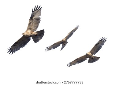 Clipped image of Eastern buzzard in flying isolated a white background.