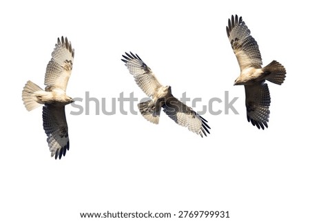Clipped image of Eastern buzzard in flying isolated a white background.