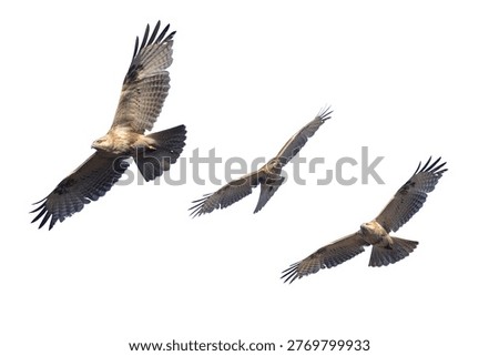Clipped image of Eastern buzzard in flying isolated a white background.