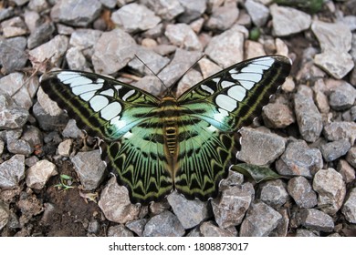 Butterfly​ Insect​ Natural​ Clipper Animal​ Beak​ Art​ Background​