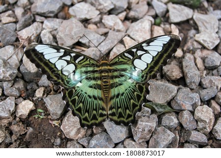 Butterfly​ Insect​ Natural​ Clipper Animal​ Beak​ Art​ Background​