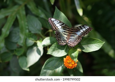 Clipper Parthenos Sylvia On A Leaf