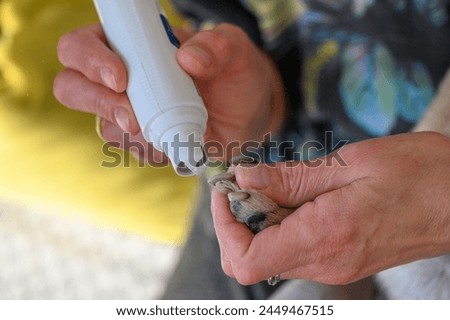 Clipping a dog's nails with an electric scratcher. Girl cuts the dog's nails.7