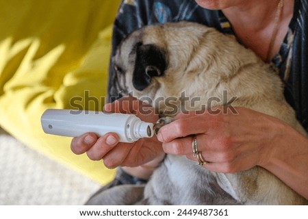Clipping a dog's nails with an electric scratcher. Dog grooming.4