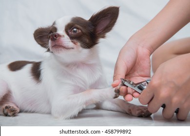 Clipping Nail A Dog