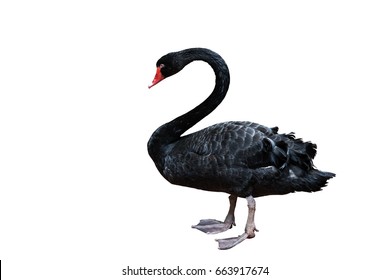 Clipping Path Of Black Swan On White Background