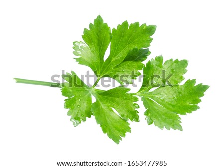 clipping path celery isolated on white background