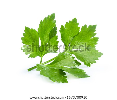 clipping path celery isolated on white background