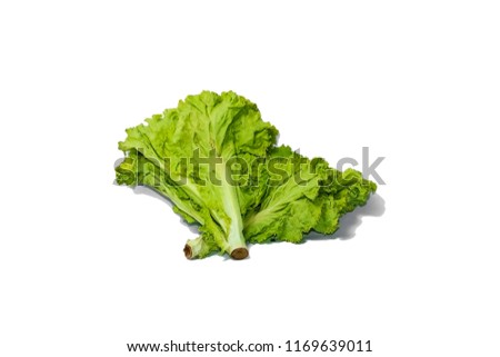 clipping path / Isolate of Lettuce is going to rot. Because it kept too long. Photographed on white paper.