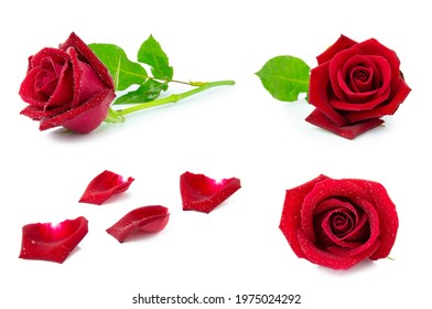 Rad Rose High Res Stock Images Shutterstock