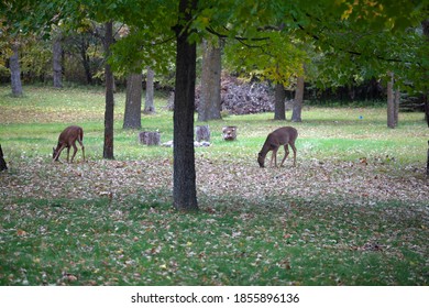 CLITHERALL, MINNESOTA / USA - OCTOBER 6, 2018: Two Fawns Eating Grass In The Meadow As Viewed From Lake Cabin Window 