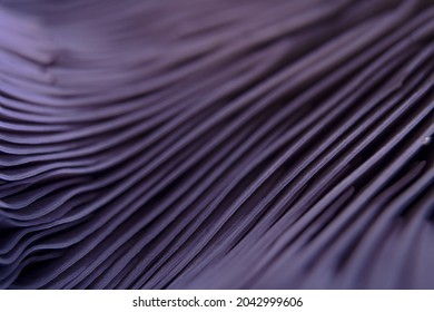 Clitocybe Nuda, Lepista Nuda, Tricholoma Nudum, Wood Blewit, Purple Mushroom On Studio Light And Purple Background Macro Gills