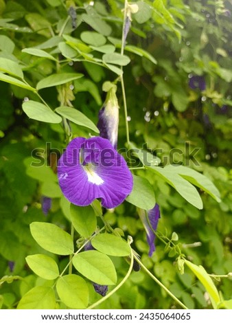 Clitorea ternatea - Blue butterfly pea flower growing in the garden