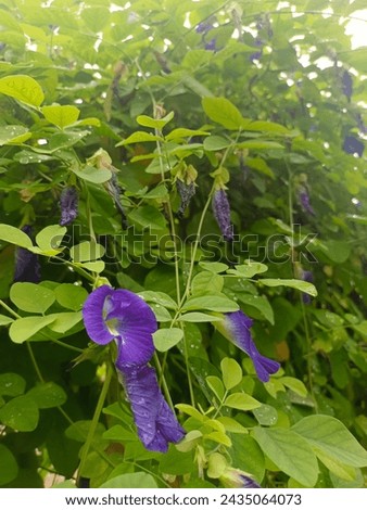 Clitorea ternatea - Blue butterfly pea flower growing in the garden