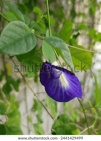 clitorea ternatea or blue pea or butterfly pea or called bunga telang In Indonesia.  This flower can be use as tea or natural food colouring