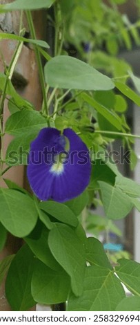 Clitorea ternatea or Bunga Telang, a native plant from Ternate which is rich in benefits, one of which is reducing the risk of diabetes.

