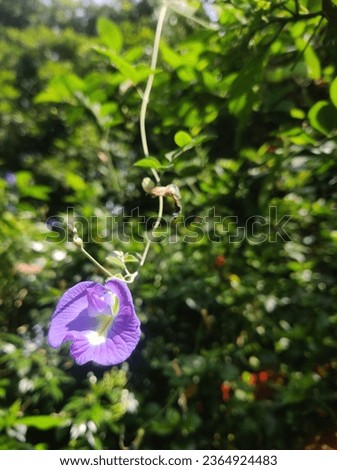 clitorea ternatea flower alias butterfly pea flower