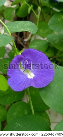 clitorea ternatea flower and leaves