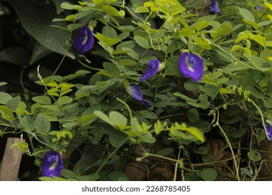 Clitoria ternatea is another name for the butterfly pea flower. A flower that is rich in benefits.
