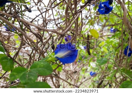 Clitoria ternatea. Blue Pea. Butterfly Pea. Climbing herbaceous plant. Flowers solitary, axillary. Petals pea shaped, blue, purple or white.