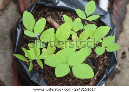 Clitoria ternatea or Butterfly pea leaves
