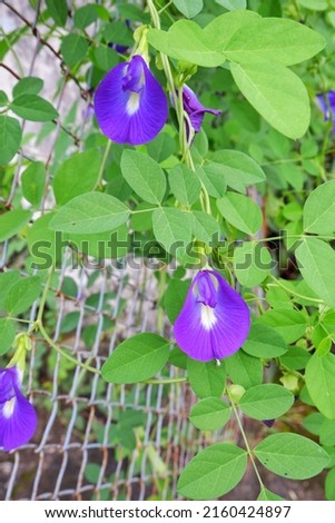 Clitoria ternatea, commonly known as Asian pigeonwings, bluebellvine, blue pea, butterfly pea, cordofan pea, Darwin pea or kemban telang in Indonesian is a plant species belonging to the family Fabace
