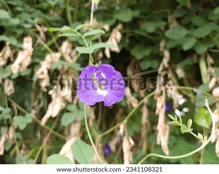 Clitoria ternatea, commonly known as Asian pigeonwings, bluebellvine, blue pea, butterfly pea, cordofan pea, or Darwin pea, is blooming and growing beautifully in the garden.