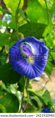 Clitoria ternatea, commonly known as Asian pigeonwings, bluebellvine, blue pea, butterfly pea, cordofan pea or Darwin pea, is a plant species belonging to the family Fabaceae, endemic and native to th