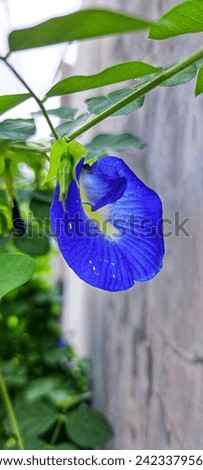 Clitoria ternatea, commonly known as Asian Pigeonwings, Bluebellvine, Blue Pea, Butterfly Pea, Cordofan Pea or Darwin Pea is a species of plant belonging to the Fabaceae family
