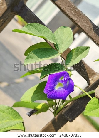 Clitoria ternatea, commonly known as Asian pigeonwings, bluebellvine, blue pea, butterfly pea, cordofan pea or Darwin pea, is a plant species belonging to the family Fabaceae, endemic.