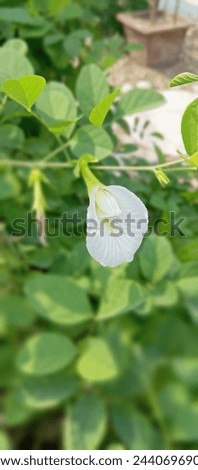 Clitoria ternatea, commonly known as Asian pigeonwings, bluebellvine,white pea, butterfly pea, cordofan pea or Darwin pea, is a plant species belonging to the family Fabaceae