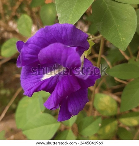 Clitoria ternatea, commonly known as Asian pigeonwings, bluebellvine, blue pea, butterfly pea, cordofan pea or Darwin pea, is a plant species belonging to the family Fabaceae.