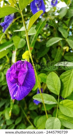 Clitoria ternatea, commonly known as Asian pigeonwings, bluebellvine, blue pea, butterfly pea, cordofan pea or Darwin pea.
