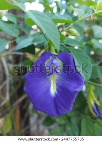 Clitoria ternatea, commonly known as Asian pigeonwings, bluebellvine, blue pea, butterfly pea, cordofan pea or Darwin pea