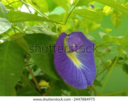 Clitoria ternatea, commonly known as Asian pigeonwings,bluebellvine, blue pea, butterfly pea, cordofan pea or Darwin pea,is a plant species belonging to the family Fabaceae.