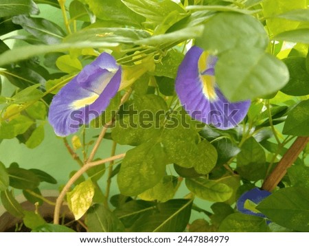 Clitoria ternatea, commonly known as Asian pigeonwings,bluebellvine, blue pea, butterfly pea, cordofan pea or Darwin pea,is a plant species belonging to the family Fabaceae.