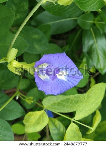 Clitoria ternatea, commonly known as Asian pigeonwing, bluebellvine, blue pea, butterfly pea, cordofan pea or Darwin pea.