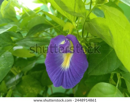 Clitoria ternatea, commonly known as Asian pigeonwings,[ bluebellvine, blue pea, butterfly pea, cordofan pea or Darwin pea.