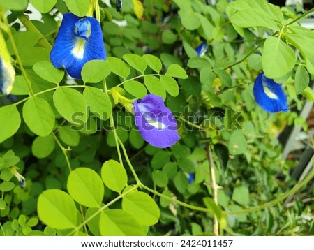 Clitoria ternatea, commonly known as Asian pigeonwings,] bluebellvine, blue pea, butterfly pea, cordofan pea or Darwin pea