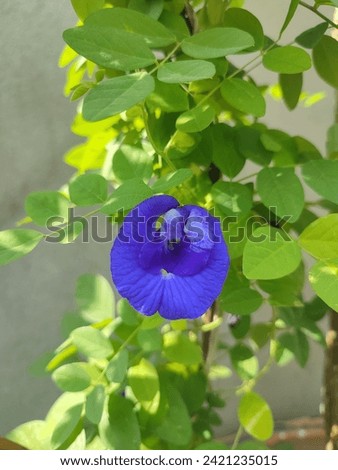 Clitoria ternatea, commonly known as Asian pigeonwings,[1] bluebellvine, blue pea, butterfly pea, cordofan pea or Darwin pea,[2] is a plant species belonging to the family Fabaceae, endemic and native