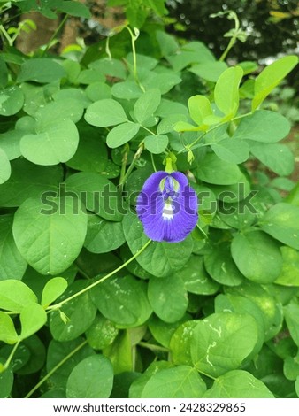 Clitoria ternatea, commonly known as Asian pigeonwings,[1] bluebellvine, blue pea, butterfly pea, cordofan pea or Darwin pea,[2] is a plant species belonging to the family Fabaceae, endemic and native