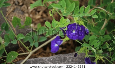 Clitoria ternatea, known as Asian pigeonwings, bluebellvine, blue pea, butterfly pea, cordofan pea or Darwin pea. Belonging to the family Fabaceae, endemic and native to the Indonesian island Ternate.