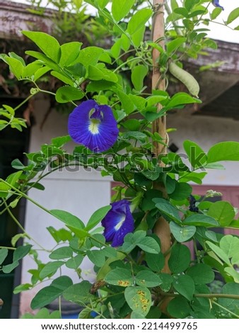 Clitoria ternatea is purple surrounded by green leaves