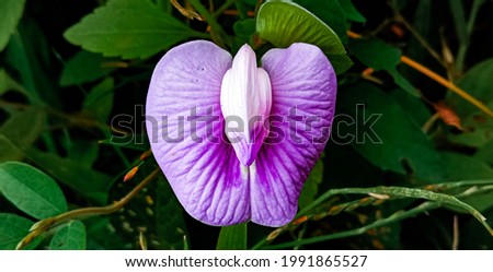 Clitoria ternatea is a vine that is commonly found in gardens or forest edges.