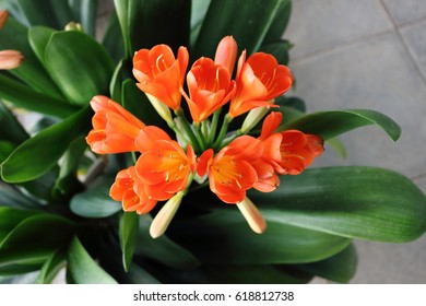 Clivia