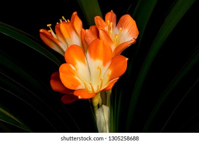 Clivia Blooming Indoor In Winter Season