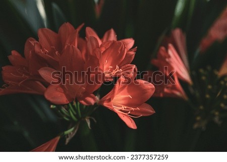 Clivia flower with orange bud on green background in greenhouse in garden
