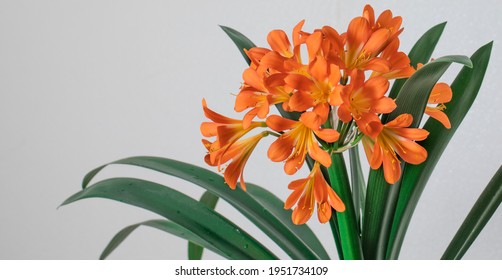 Clivia, Large Orange Flower Indoor Evergreen Plant.