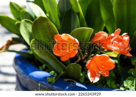 Clivia miniata the Natal lily or bush lily flower growing in flower pot in Vietnam